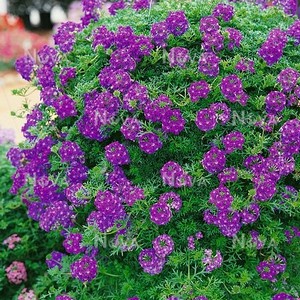 Verbena